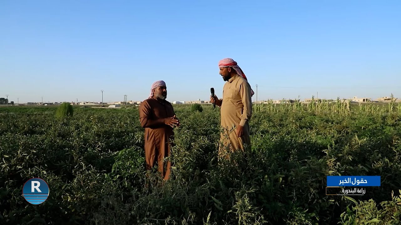 حقول الخير.. زراعة البندورة في ريف الشمالي لمدينة الرقة 17-8-2024