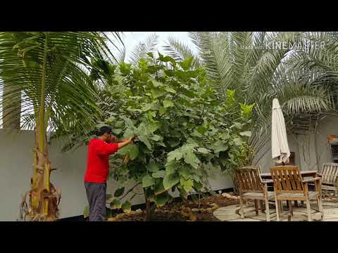 فيديو: ما هي شجرة توبوروتشي - تعرف على زراعة شجرة توبوريتشي