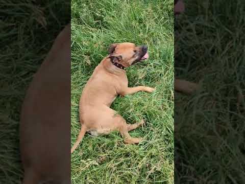 Видео: Моя собака Боня