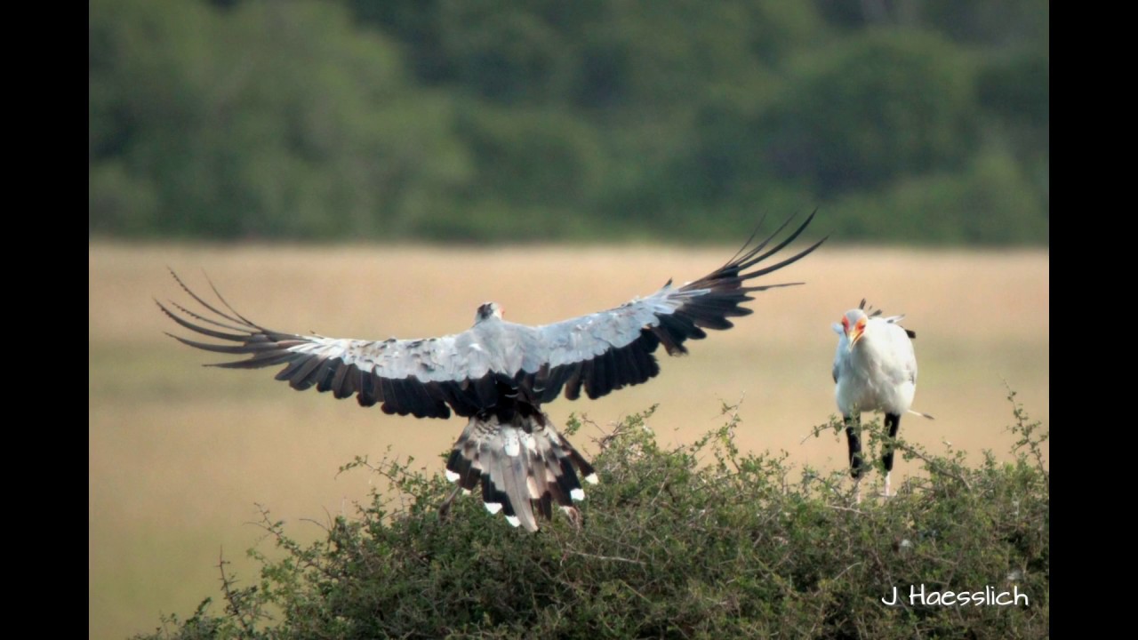 Secretary bird, facts and photos