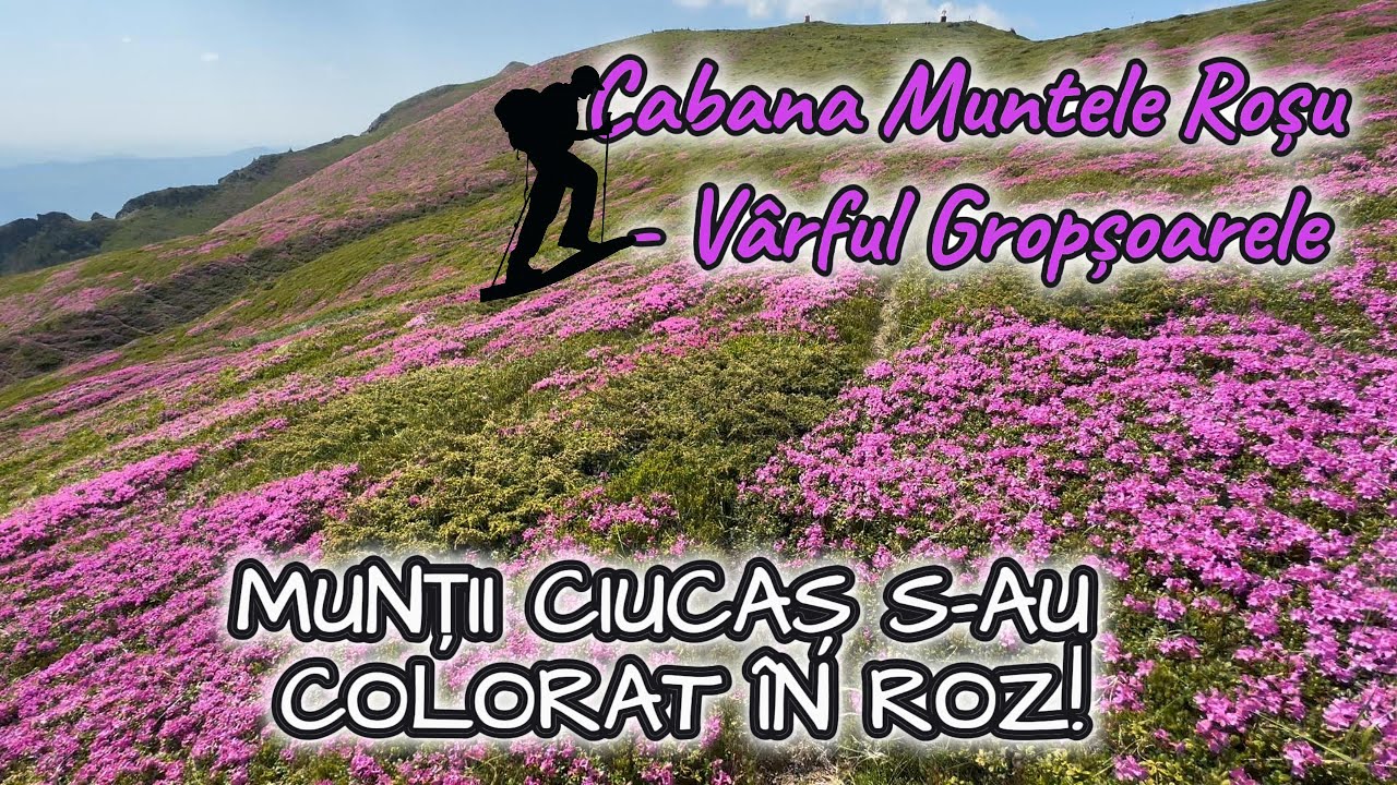 A înflorit rhododendronul în Munții Ciucaș, traseu Muntele Rosu - Vârful Gropșoarele, 8 iunie 2025