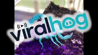 Scorpion and Babies Under UV Light || ViralHog