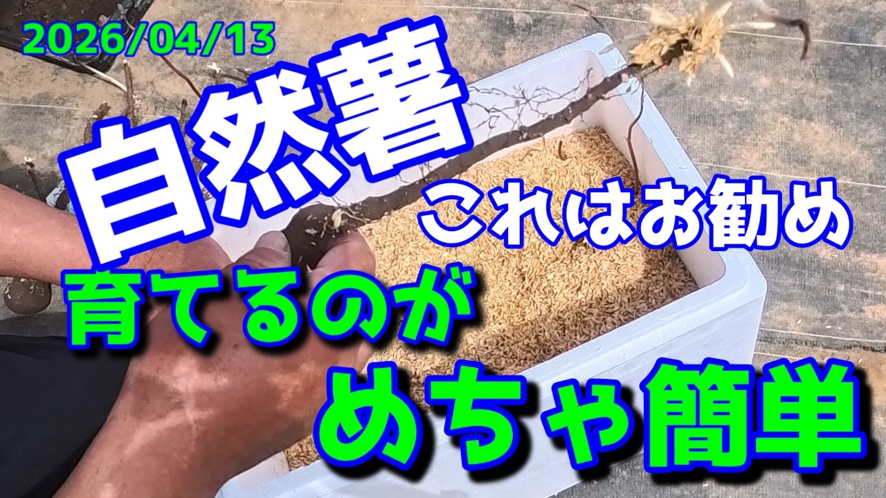 自然薯】これはお勧め 育てるのがめっちゃ簡単 2025/04/13 - YouTube
