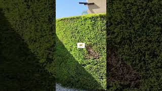 #cyprus #nature #goat #garden #travel #viral #gardening #home #viral #video #like #life #life #india