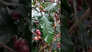 Coffee  #asmr #shots #viral #trending #coffee #satisfying