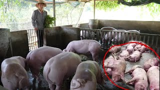 Caring for pigs that survived the African swine fever outbreak. ( Ep 429 )