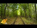 Walk through the Tunnel of Love in Klevan - 4K Natural Wonder of Ukraine + Gentle Music