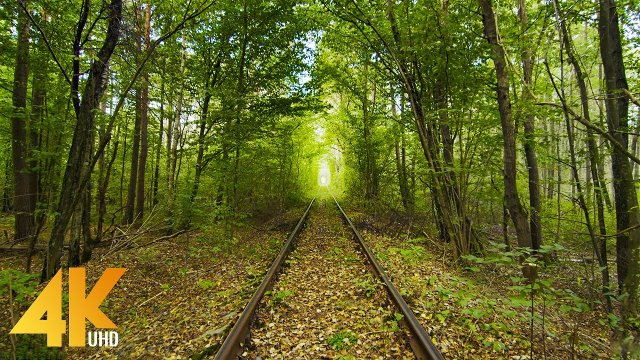 Прогулка по Тоннелю любви в Клевани, Украина