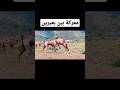 معركة بين بعيرين Shorts 