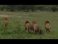 Renosterkoppies Lion Pride and 4 Males seen in Kruger National Park