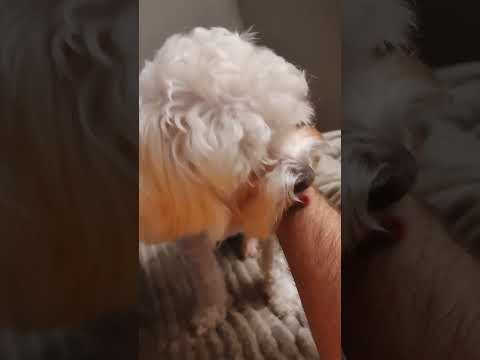 Поцілуйчики 