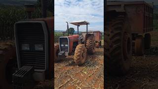 Trator massey Ferguson 275 4x4 puxando a silagem de milho #automobile #pecuarista #agro