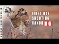 FIRST DAY USING THE CANON R6 | WILDLIFE PHOTOGRAPHY