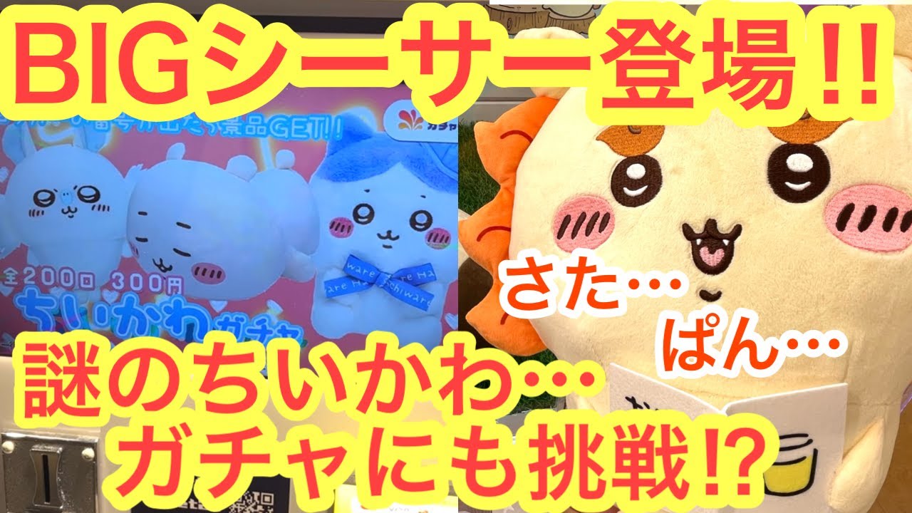Chiikawa] Get the big Shisa! Challenge the dark or light Chiikawa