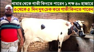 ১ লক্ষ ৪০ হাজারে খামার থেকে গাভী কিনতে পারেন ৩ দিন দুধ চেক করে গাভী কিনতে পারেন এই খামারে