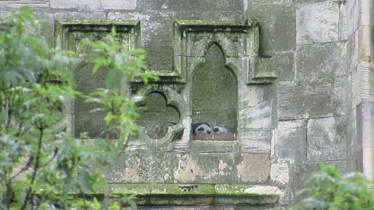 York Minster Peregrine Falcons And Their Chicks