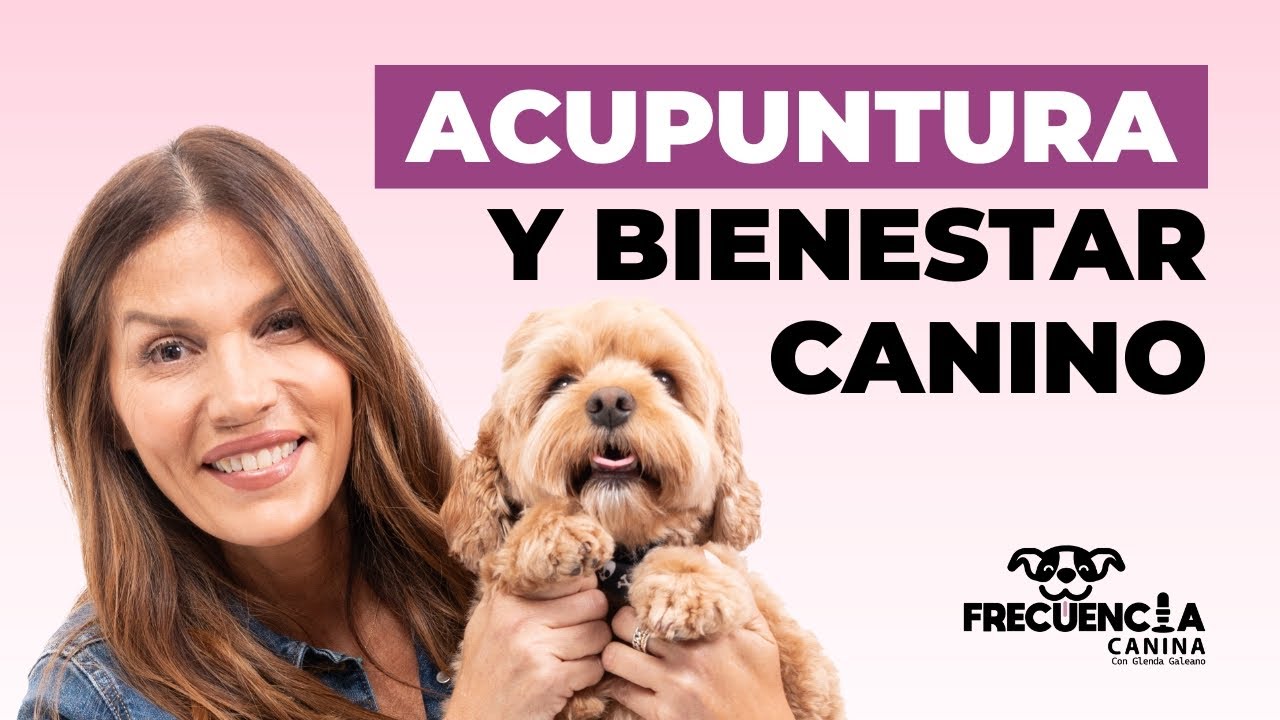 Dra. Almendra Ferrero: Bienestar Integral y Acupuntura Veterinaria 🐶