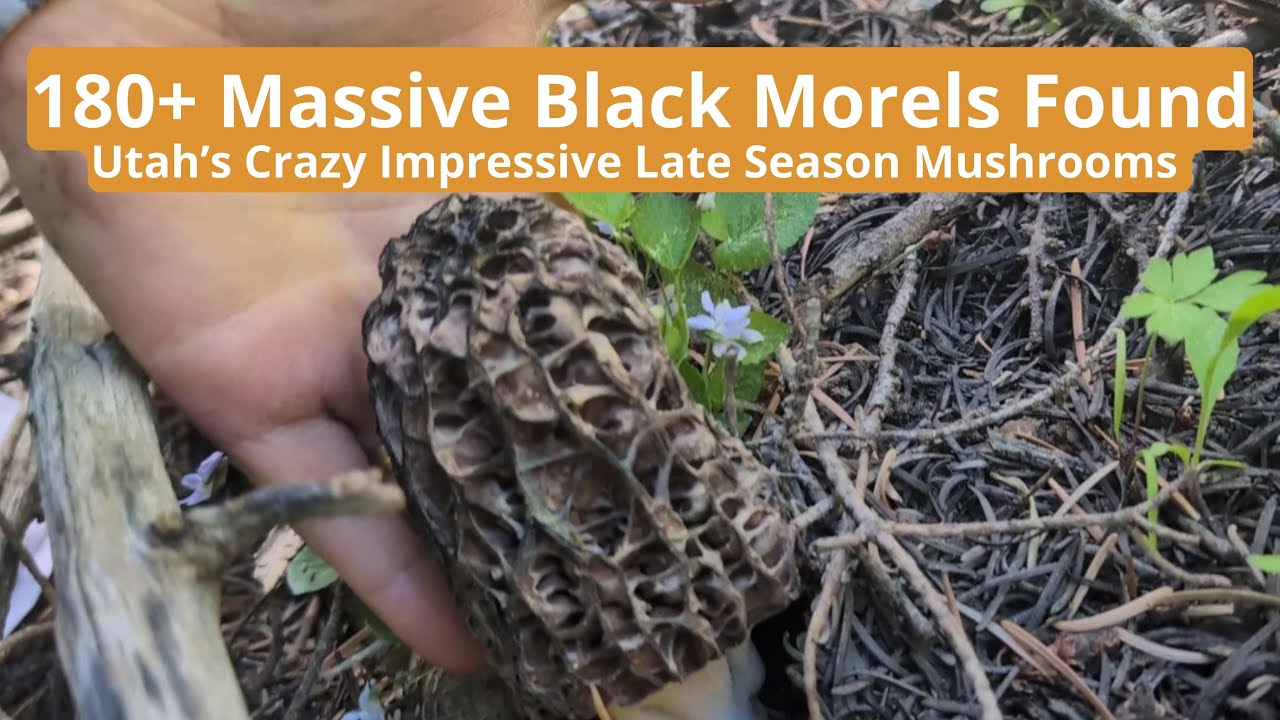 180+ Massive Black Morels Found Utah's Crazy Impressive Late Season Mushrooms YouTube