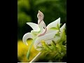 Girl shape flowers,Amazing,Beautiful Queen shape flower,looks nice