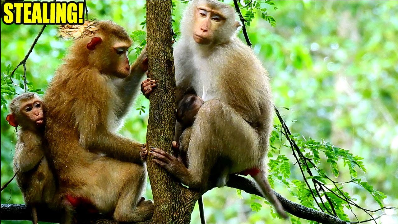 WAKE UP NOW LIBBY! LUNA ATT-MPED TO STE-AL BB RAINBOW DURING THEY HAVE NAP.