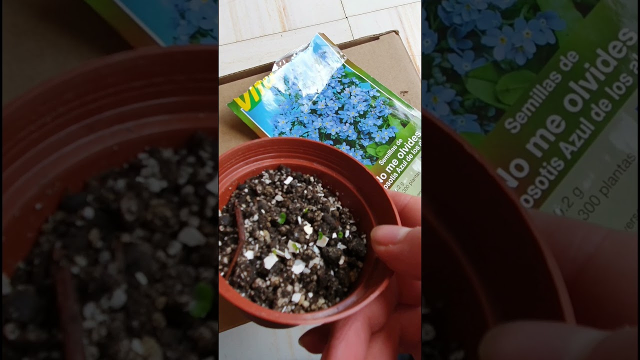 No me olvides, germinando semillas