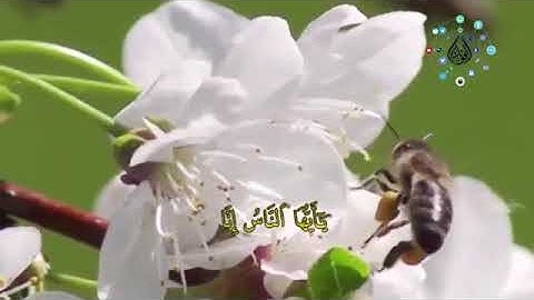 تلاوة الشيخ معمر مهاليل لسورة الحجرات