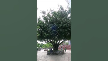 Cây cổ thụ dáng đẹp #danang #tree