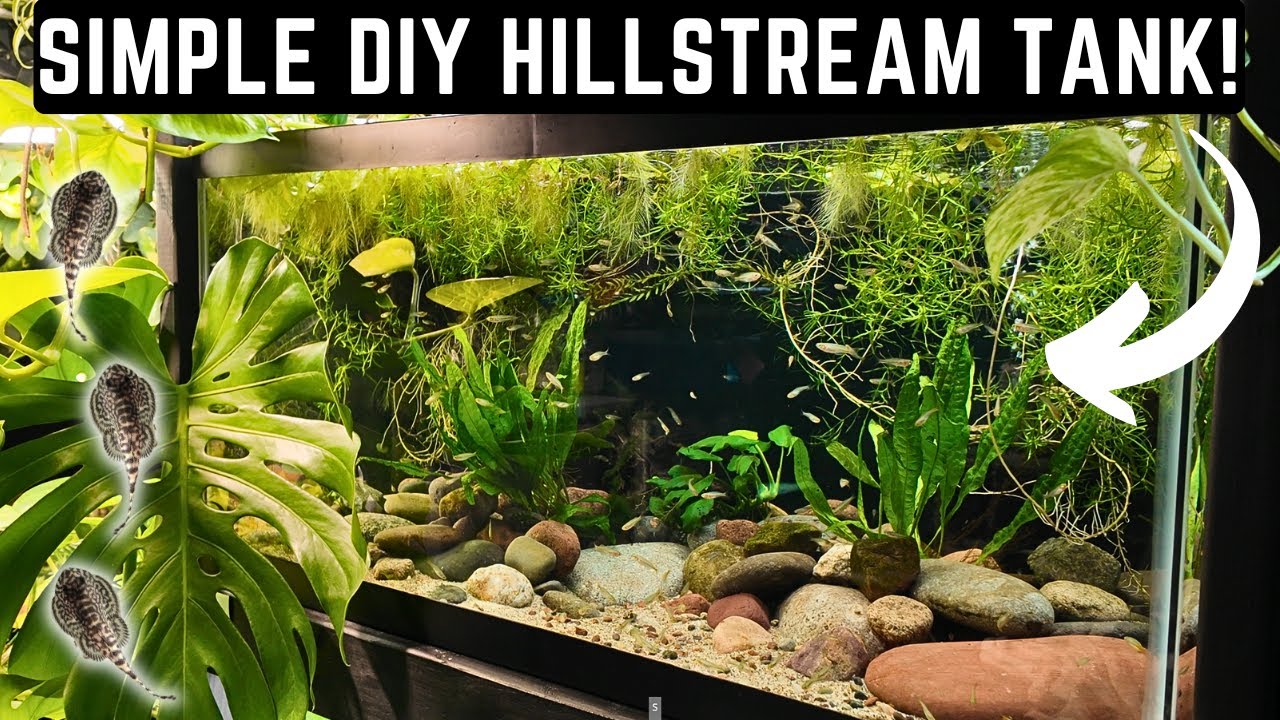 EASY RIVER ECOSYSTEM FOR HILLSTREAM LOACHES! (4K) - YouTube