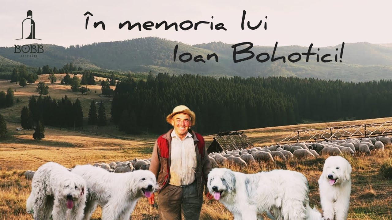 Ultimul videoclip cu BOHOTICI ION!? Cum sunt zilele unui CIOBAN? | Povești VECHI cu LUPI și URȘI  P1
