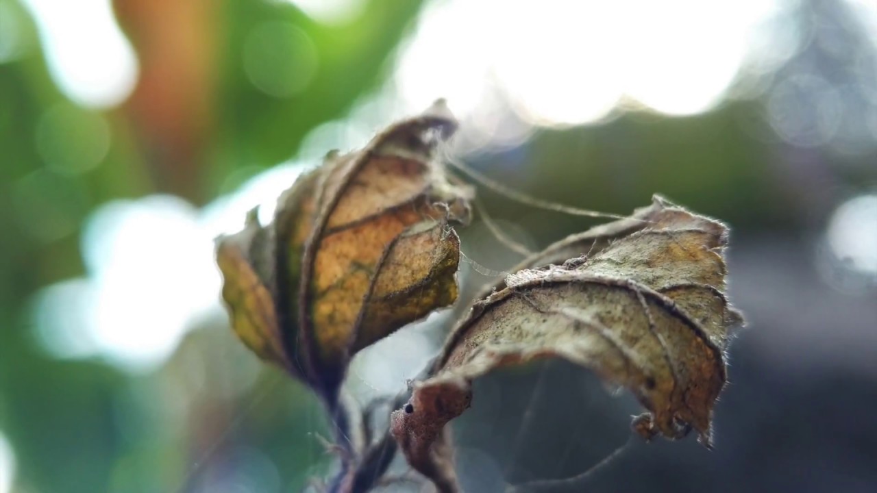 Apexel 15x HD Macro Phone Lens Samples using Redmi Note 4 [Part1]