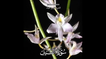 سورة الفيل | الشيخ فارس عباد،استغفر الله العظيم واتوب اليه، تلاوه خاشعه