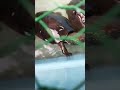 屋外飼育の生き物たち #shorts
