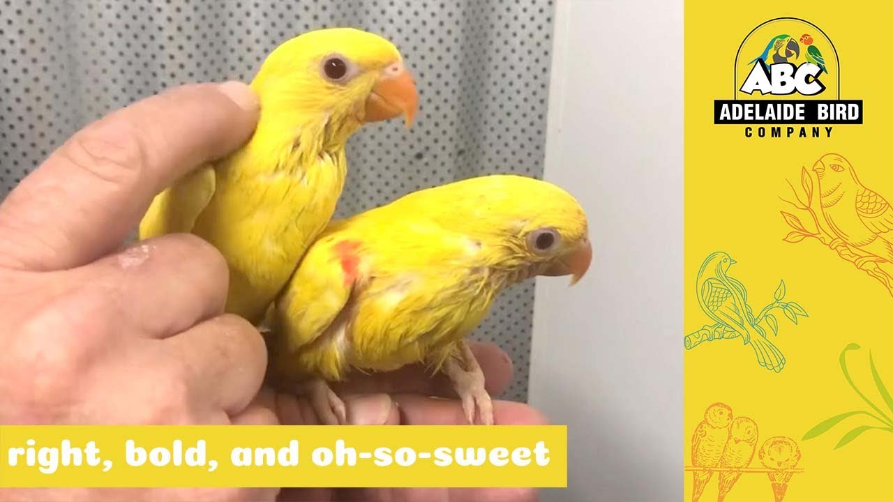 Baby Hand-Raised Lutino Scaley Breasted Lorikeets | Adelaide Bird Co