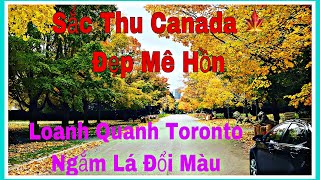 MÙA THU CANADA Tuyệt Đẹp l VÒNG QUANH THÀNH PHỐ TORONTO - Cuoc Song Canada