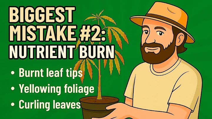 Nutrient Burn in Cannabis Plants: How to Spot It and Fix It FAST. An educational video.