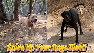 Vlog #181 You Should Be Adding Different Supplements To Your Dogs Diet!