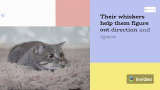 Do You Really Know These Cat Facts? Amazing Cat Facts Video