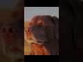 Play apex they said…it’ll fun they said!!! #apexlegends #apexclips #fyp #blowthisaccountup