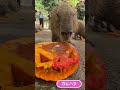 カピバラ vs. ジャック・オー・ランタン #Shorts #長崎バイオパーク