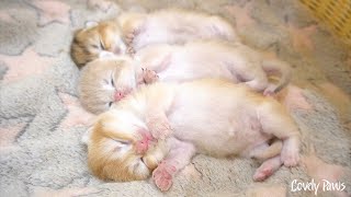 Three beautiful little kittens have sweet dreams.
