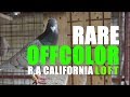 Rare Off Color Racing Pigeon by R.A California Loft