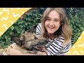 Взяли собак из приюта на прогулку впервые | 17.06.18 VLOG