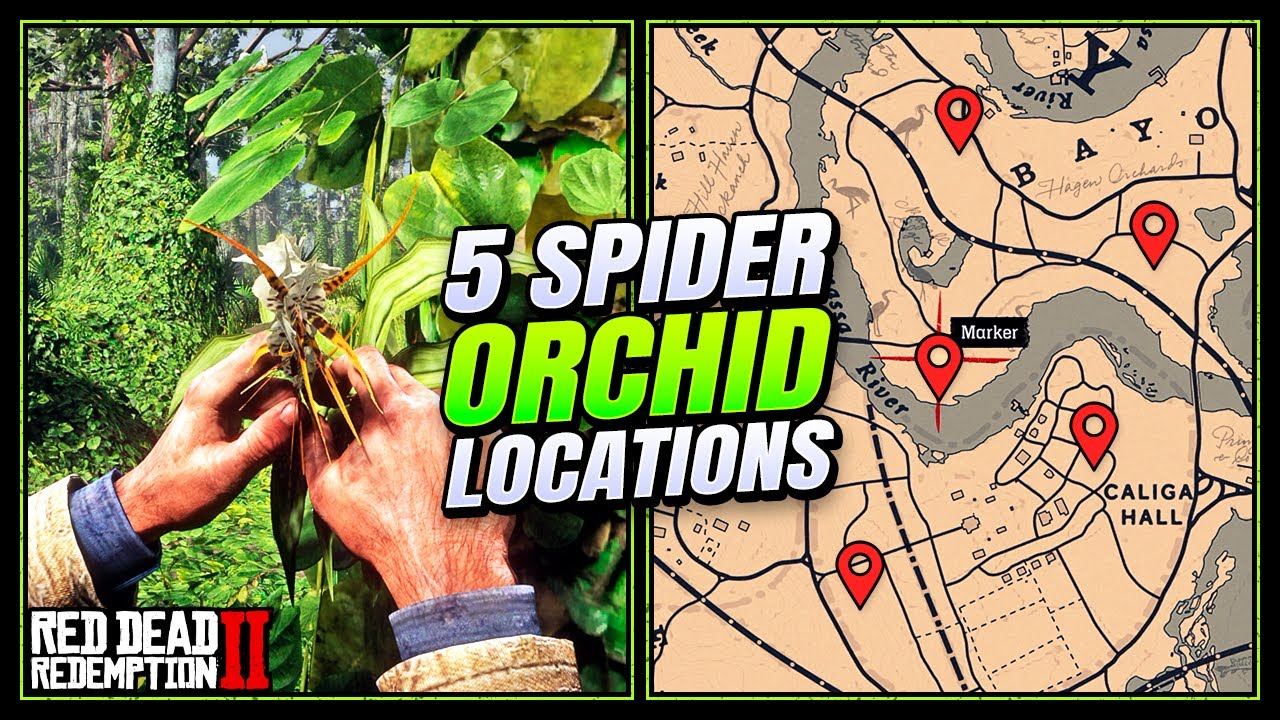 RDR2: Spider Orchid Locations - FAST & EASY Guide (Duchesses & Other Animals Guide)