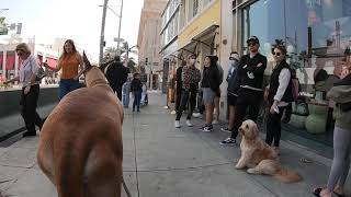 Cash 2.0 Great Dane on Rodeo Drive in Beverly Hills 2