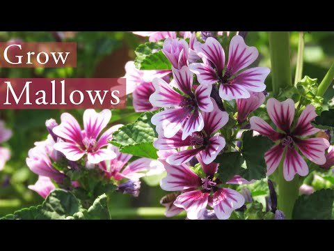 Video: Malvas augi - parastās malvas audzēšana dārzos