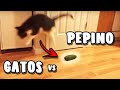 GATOS VS PEPINO - GATOS A FUGIR DE PEPINO