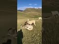 Qoyunlara Canavar Hücumu Kangalların Onu Parçalaması Animals Bullfarm Baffalo Goat Kangal 