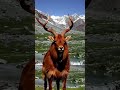 Mountain's Warrior #nature #hunting #markhor #mountains #adventuretravel #viral  #trendingshort