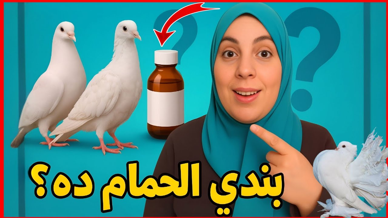 تسمين الزغاليل بالفلاجين |  خلطة تكبير الحمام القوية