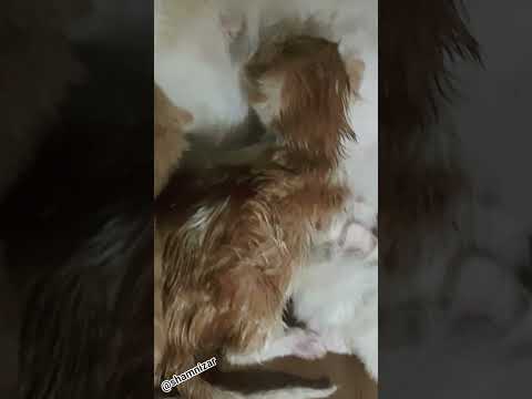 I Forgot To Tell You That Basbousa Has Given Birth To 3 Kittens Cat Trending Animallovers Shorts